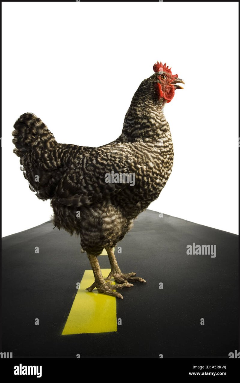 A look at chicken road
